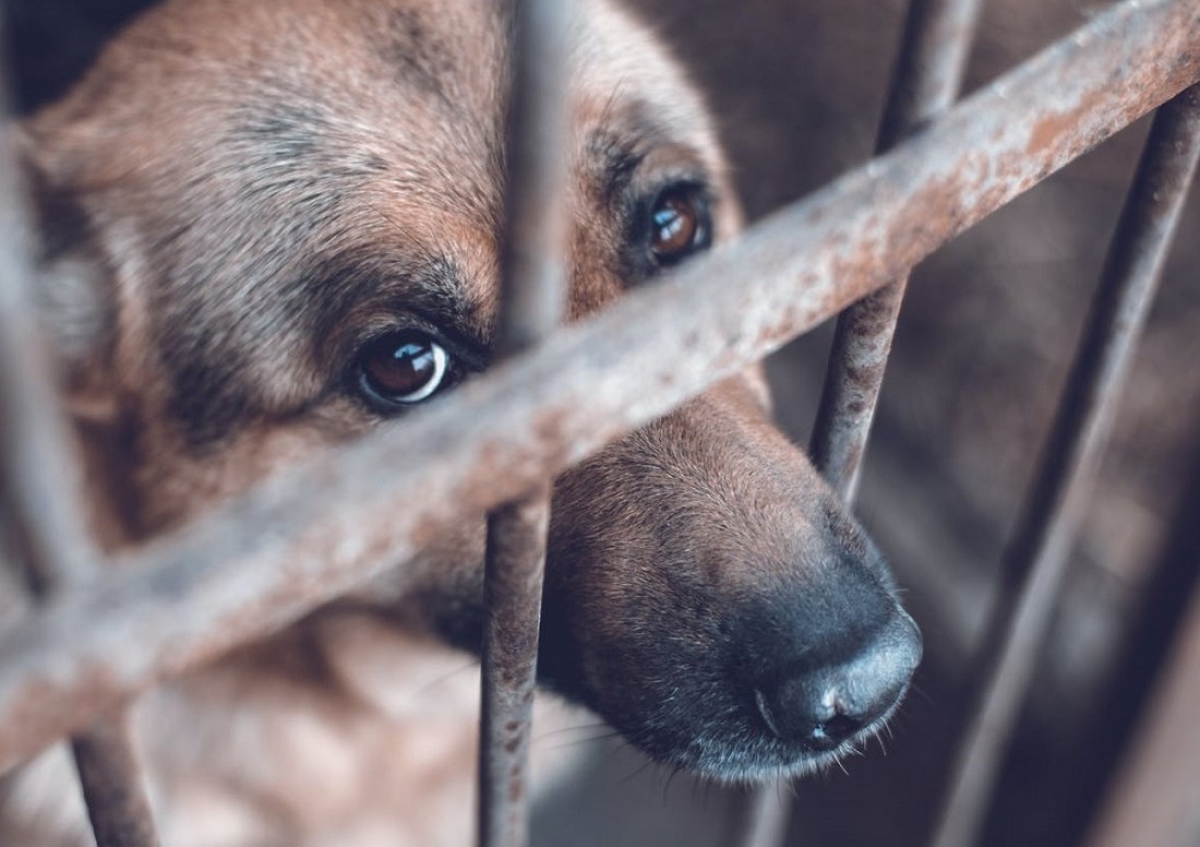 La violencia hacia los animales no humanos: radiografía de una sociedad  enferma y moralmente inferior | Hoy en el TEC