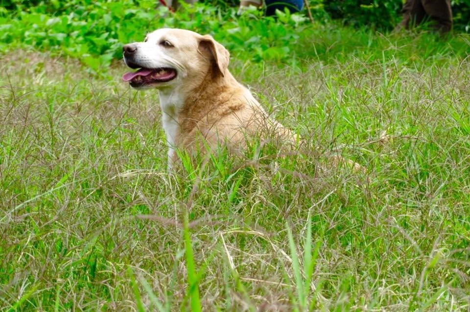 Rifle comenzará la construcción de su primer parque para perros