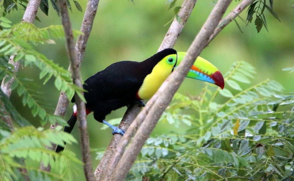 En la Finca Los Ñaños se pueden observar aves como el tucán. (Foto: Facebook Finca Los Ñaños)