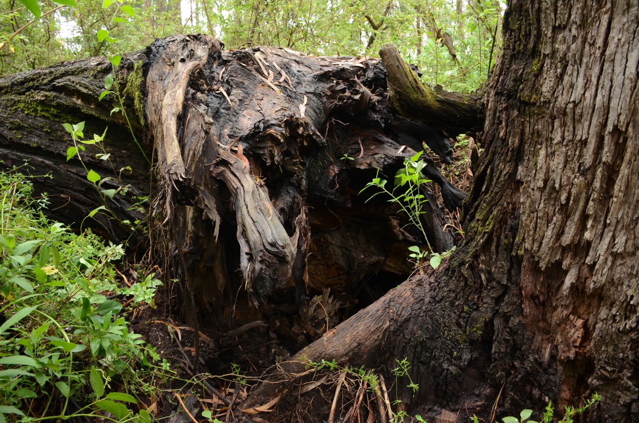 Un árbol gigante yace en el suelo.