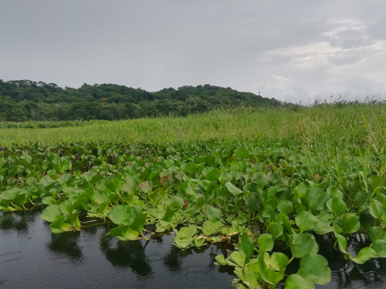 Laguna cubierta de plantas