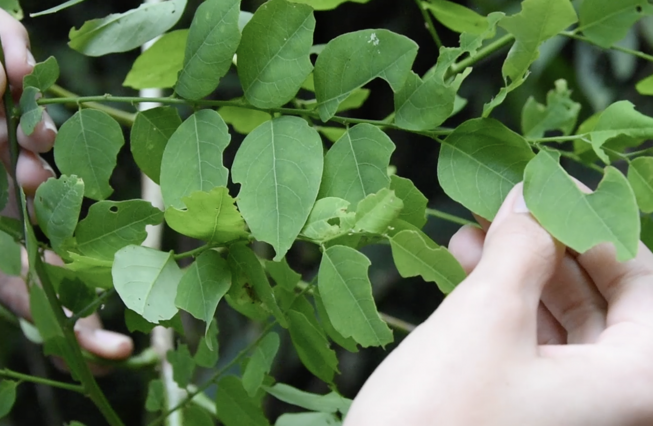 La planta tiene hojas verdes pequeñas.