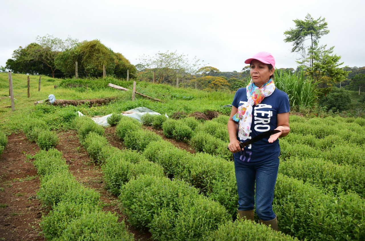 Las plantas de estevia son pequeñas, de hojas verdes. 