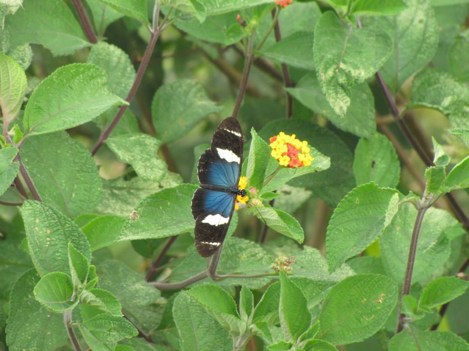 El mariposario de la finca permite observar a los animales de este tipo durante todo su proceso de formación. (Foto: Facebook Finca Los Ñaños)