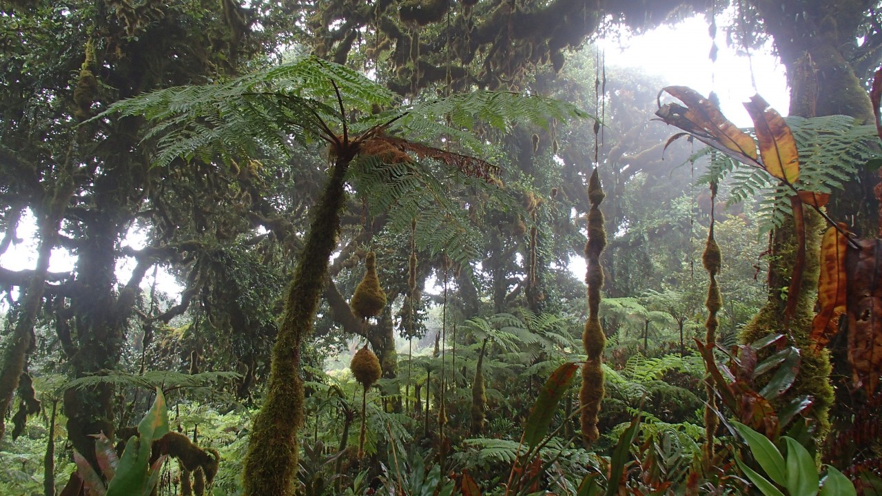 Ingenieros forestales estudian potencial de especies nativas para la  restauración de los bosques en Isla del Coco | Hoy en el TEC