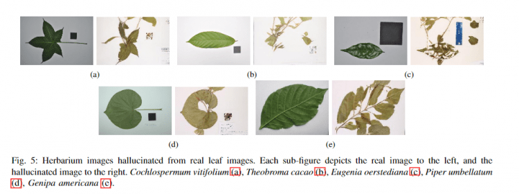 Imágenes de hojas frescas emparejadas con imágenes de cómo se verían si fueran pliegos de herbarios.