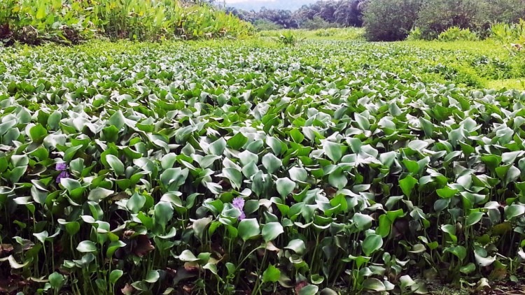 Una gran extensión del río cubierta por plantas.