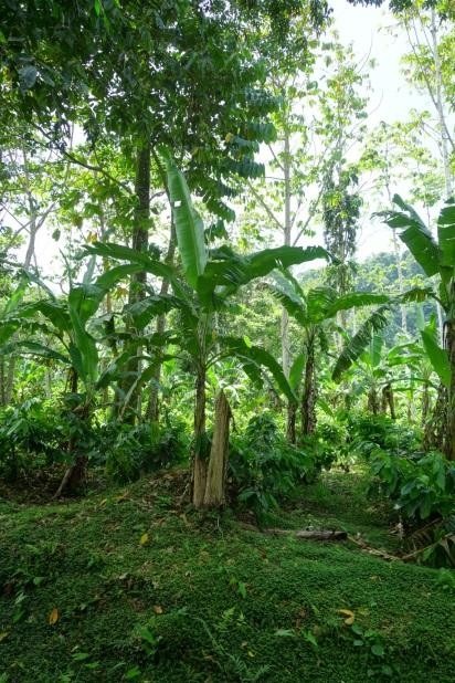 Plantación en Talamanca.