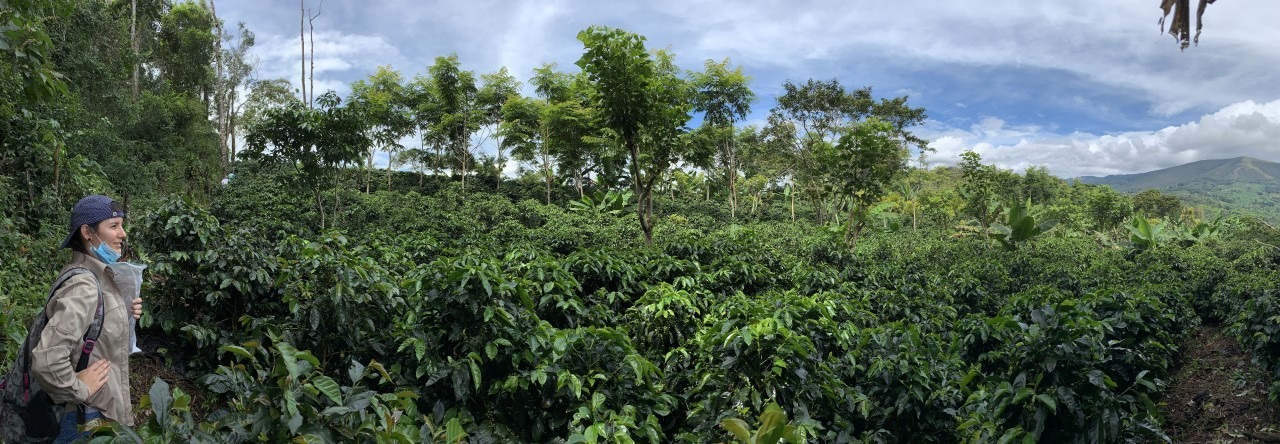 Beneficios de los árboles de sombra en los cultivos de café | Hoy en el TEC