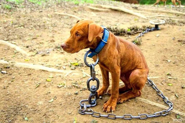 Perros encadenados el maltrato animal culturalmente aceptado Hoy en el TEC Perros encadenados el maltrato animal culturalmente aceptado Hoy en el TEC