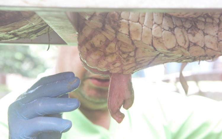 Momento de la extracción de esperma de cocodrilo. (Foto cortesía Olivier Castro)