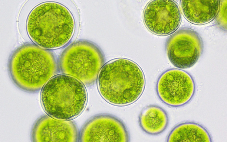  Cortesía Hemoalgae.