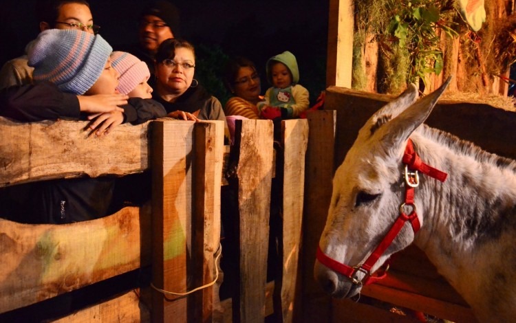 Los animales vivos presentes en el pesebre fueron cuidadosamente admirados por los niños y sus padres.