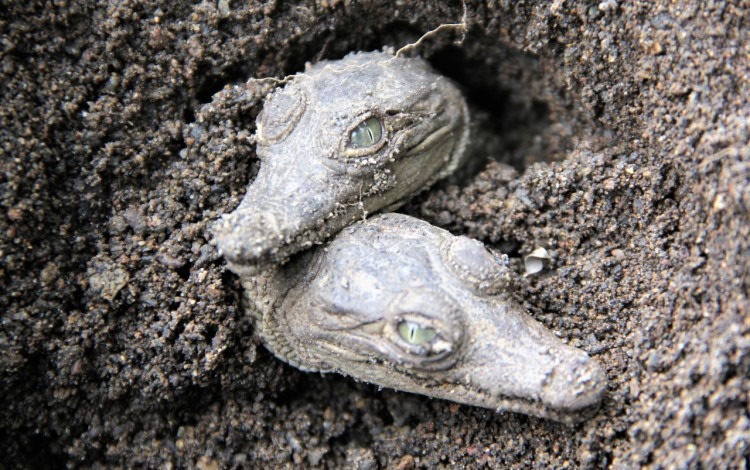Dos cocodrilos recién nacidos (neonatos). (Foto cortesía Olivier Castro)