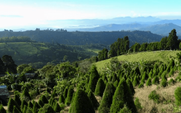 Fotografía Árboles de Navidad Reforestados