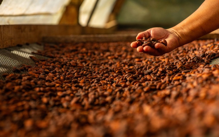 granos de cacao en el secador