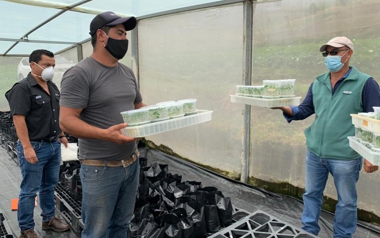 Un hombre recibe plantas en contenedores transparentes.