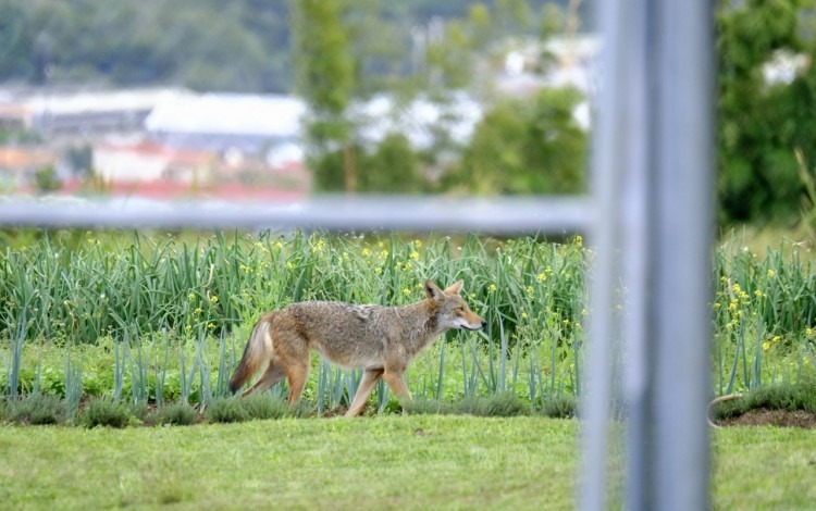 Un coyote caminando por el campo.
