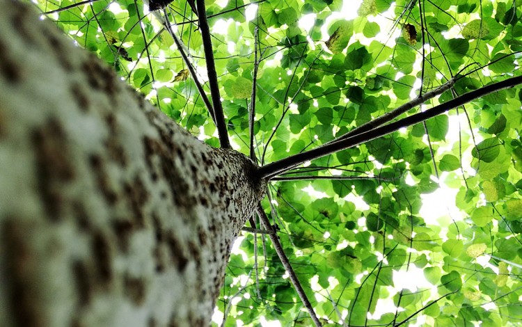 Imagen de un árbol desde la base.