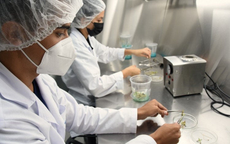 Dos jóvenes, con bata y máscaras, en el laboratorio, trasladando arroz de un contenedor a otro. 
