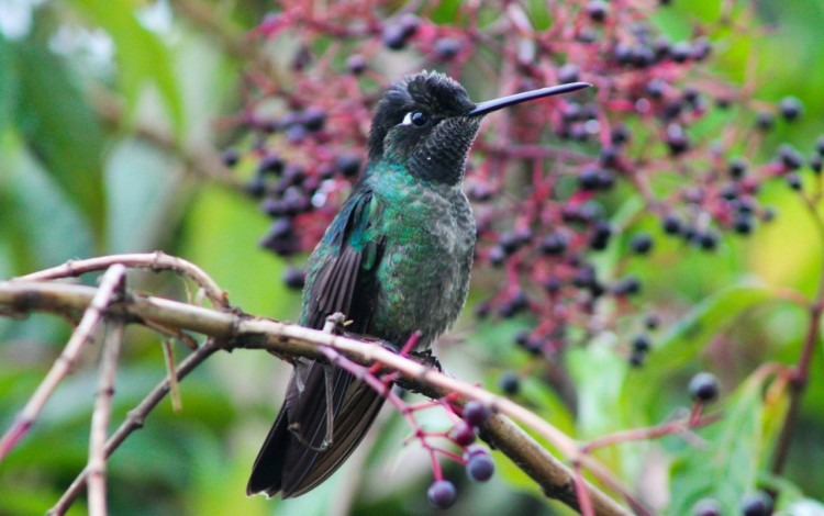 colibri en árbol