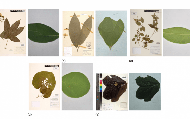 Pliegos de herbarios a la par de recreación de imágenes de hojas frescas.