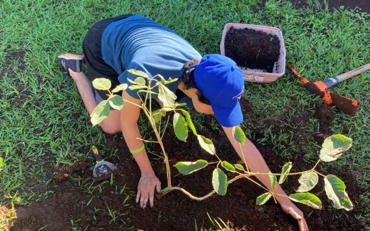 Imagen de una persona sembrando una planta