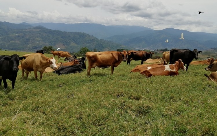 imagen de varias vacas en un potrero