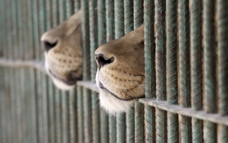 leones en jaula