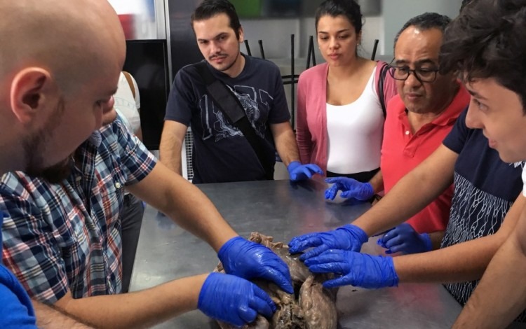 Estudiantes alrededor de una mesa observando unos pulmones. 