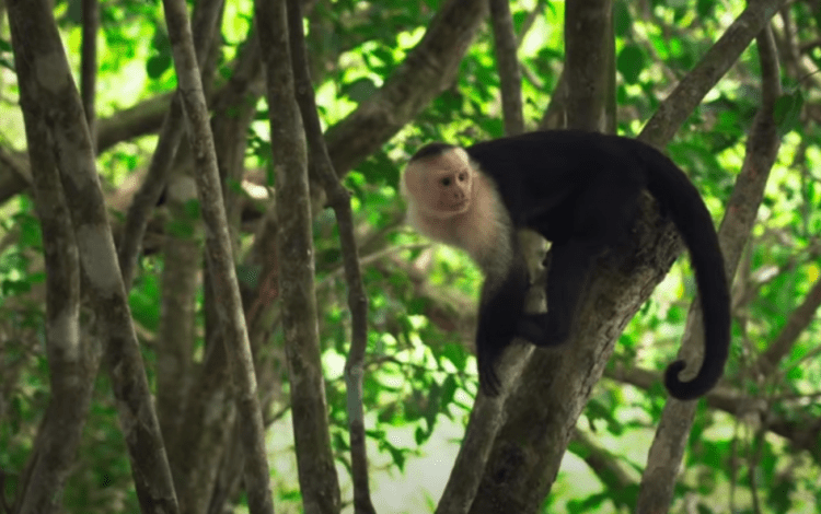 Imagen de un mono en un árbol