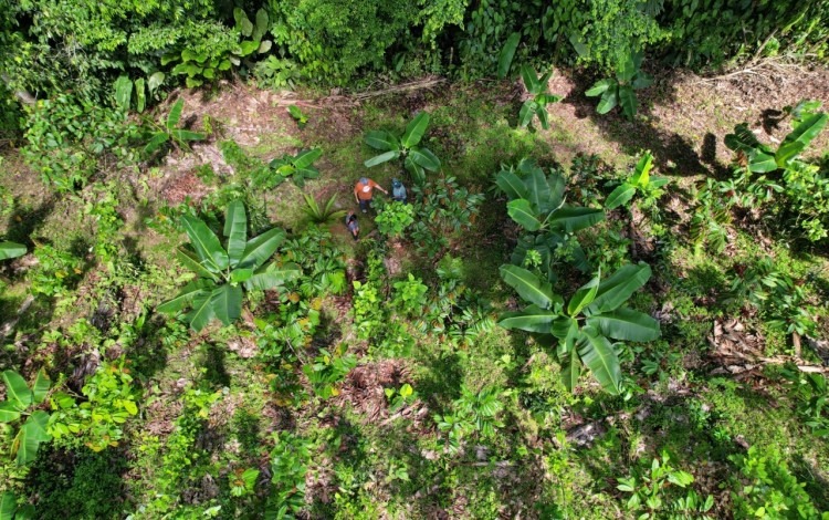 una plantación con distintos cultivos. 