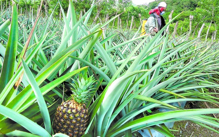 Imagen de un cultivo de piña. 