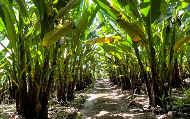 Imagen de una plantación de abacá.