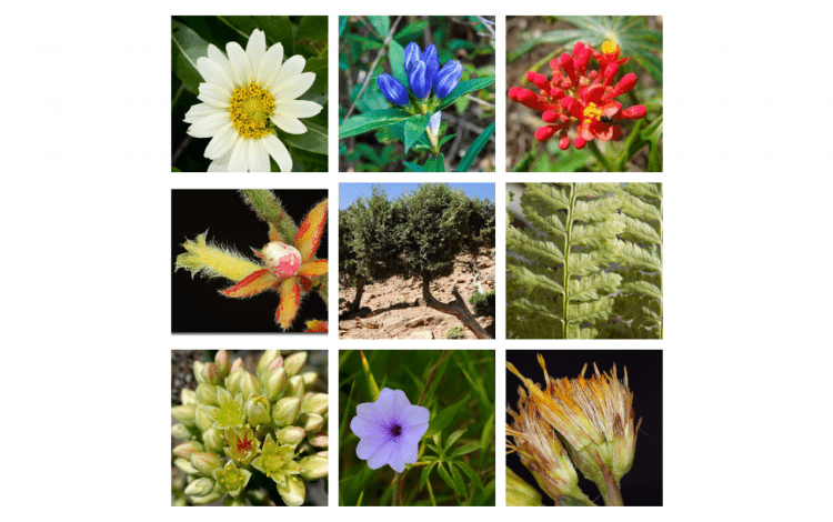 Fotografías de flores y plantas de diferentes tipos.
