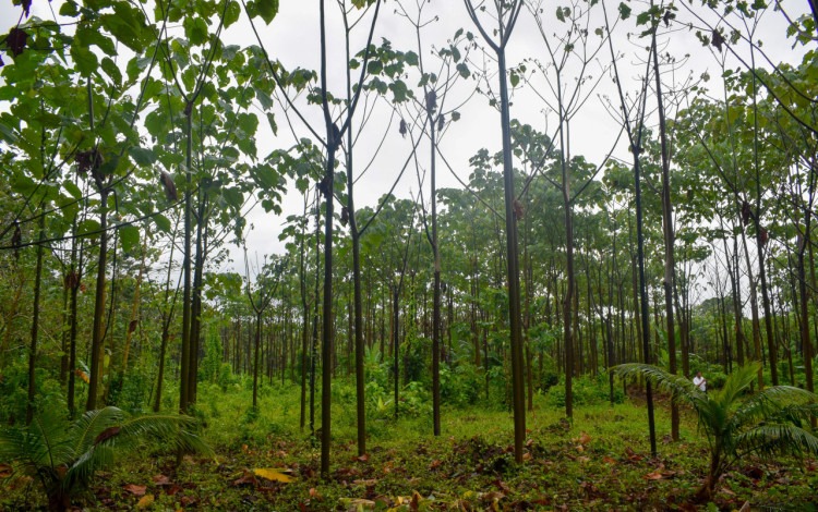 Imagen de madera melina