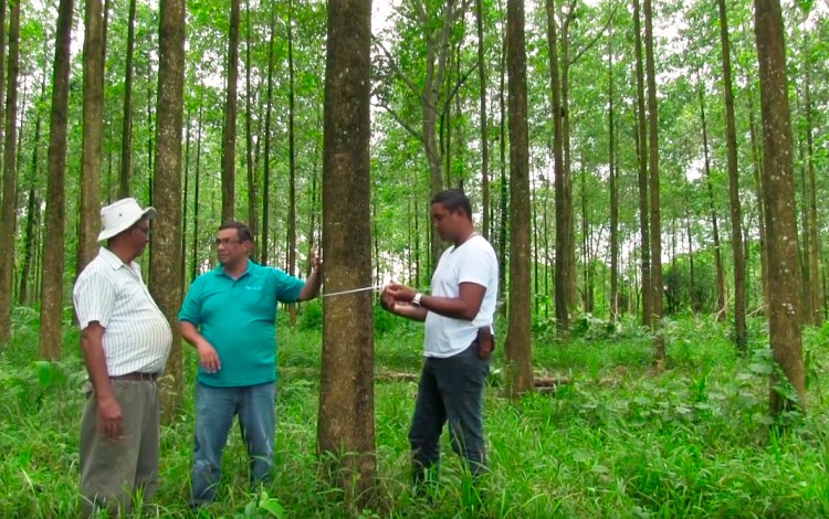 tres personas en bosque realizando mediciones a los árboles
