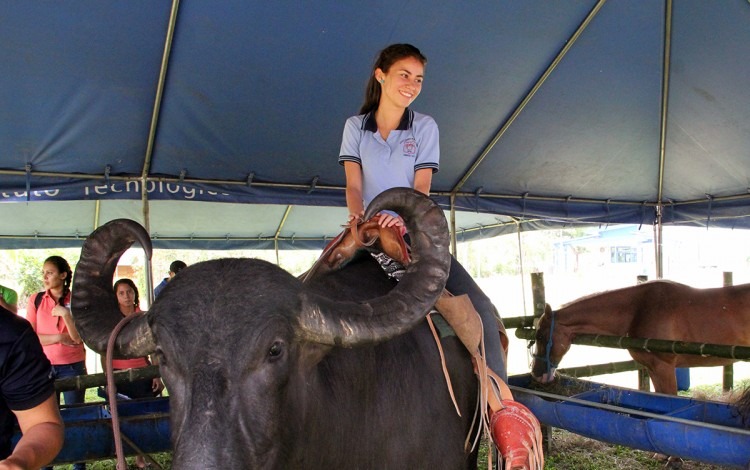 Una joven montando un búfalo. 