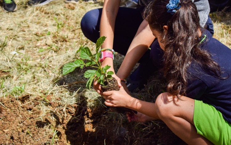 niña_sembrando_arbol_