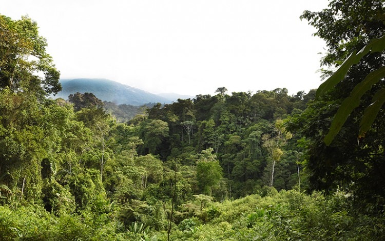 Paisaje boscoso de Talamanca.