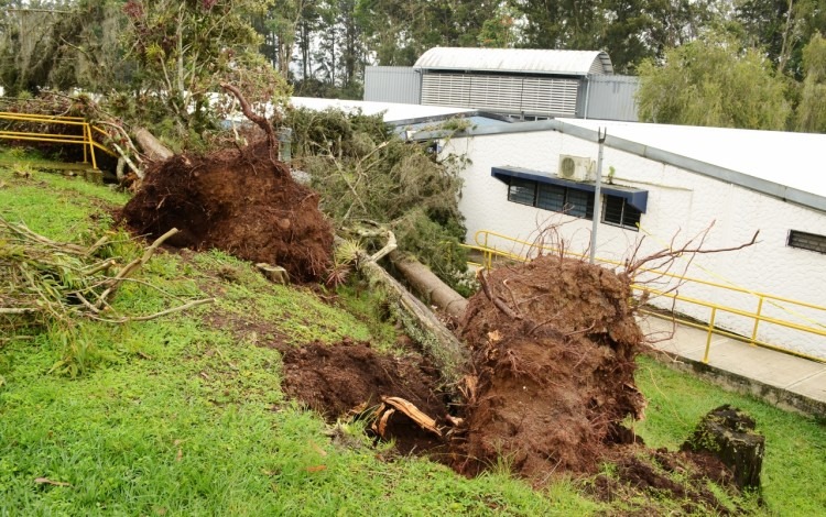 arboles_caidos_por_tornado_