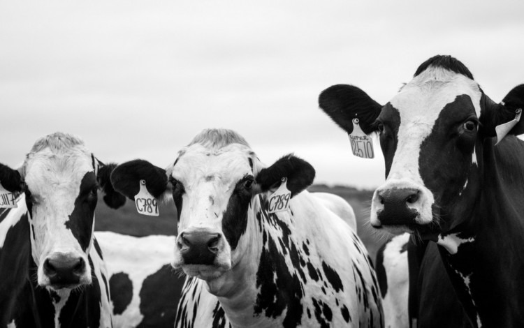 vacas negras y blanco