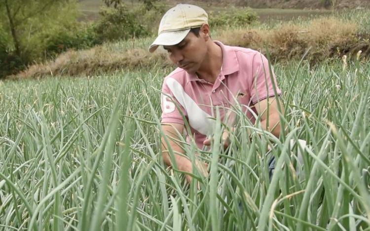 Imagen de un hombre trabajando en el cultivo de cebolla.