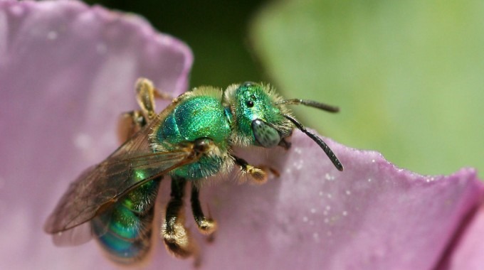 Imagen de una abeja en una planta.