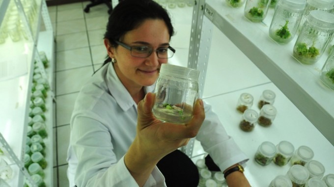 Una científica muestra una planta in vitro.