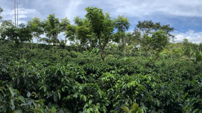 imagen de varios árboles en los cafetales