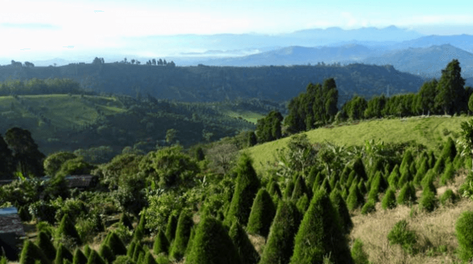 Fotografía Árboles de Navidad Reforestados