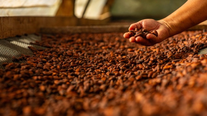 granos de cacao en el secador