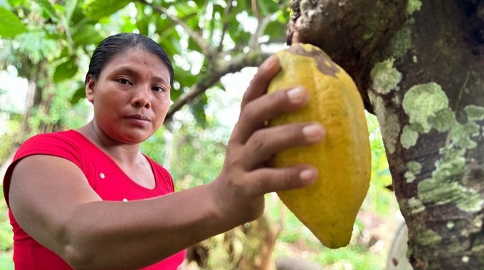 persona indígena sosteniendo fruto de cacao 