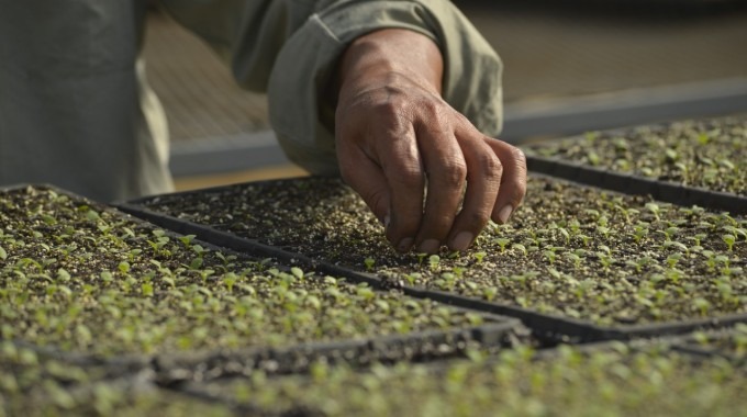 Imagen de una mano en una plantación